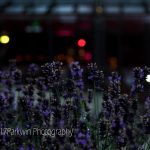 IMG_Parkwin_Photography_evening_lavendar_Fanhams-Hall_9682