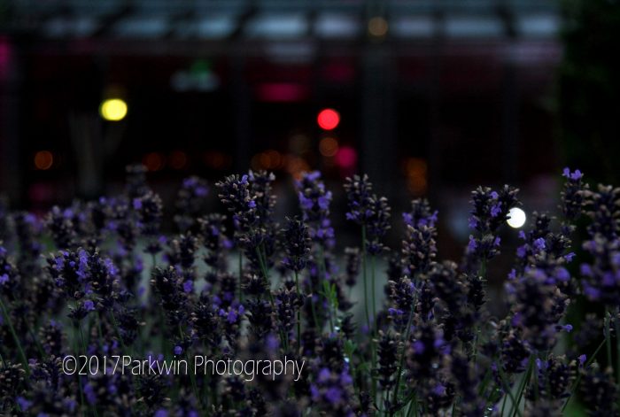 Evening photo of Lavender outside Pavilion at Fanhams Hall